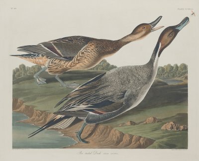 オナガガモ、1834 年。 作： Robert Havell