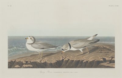 パイピング千鳥、1834年。 作： Robert Havell