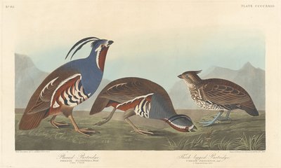 羽毛のあるヤマウズラと太い足のヤマウズラ、1838 年。 作： Robert Havell