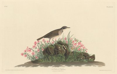 プレーリー タイトル シート、1830 年。 作： Robert Havell