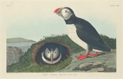 パフィン、1834年。 作： Robert Havell