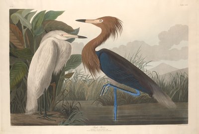 パープルヘロン、1835年。 作： Robert Havell