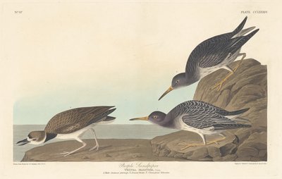 パープルサンドパイパー、1835年。 作： Robert Havell