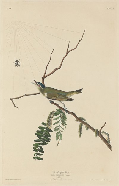 目の充血したヴィレオ、1832 年。 作： Robert Havell
