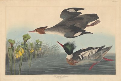 赤胸のアイサ、1838 年。 作： Robert Havell