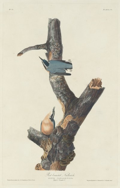 レッド ブレスト ゴジュウカラ、1831 年。 作： Robert Havell