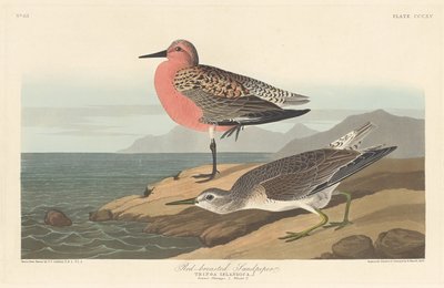 アカシギ、1836 年。 作： Robert Havell