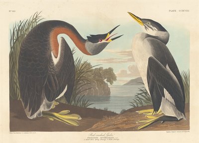 アカクビカイツブリ、1836 年。 作： Robert Havell