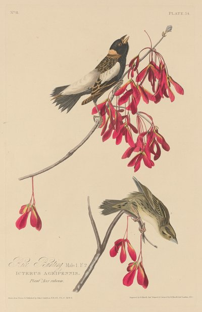 ライス ホオジロ、1829 年。 作： Robert Havell
