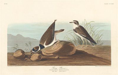 リングチドリ、1836年。 作： Robert Havell