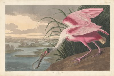 ベニヘラサギ、1836 年。 作： Robert Havell