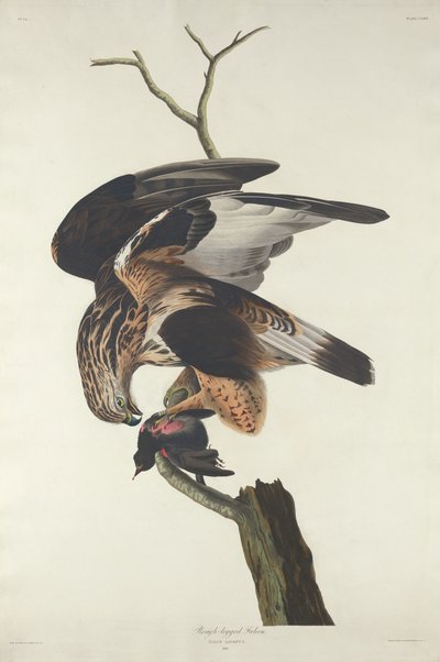 脚の荒い鷹、1833 年。 作： Robert Havell
