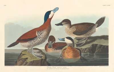 ラディ・ダック、1836年。 作： Robert Havell