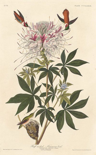 ラフネックのハチドリ、1837年。 作： Robert Havell