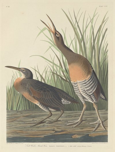 ソルト ウォーター マーシュ ヘン、1834 年。 作： Robert Havell
