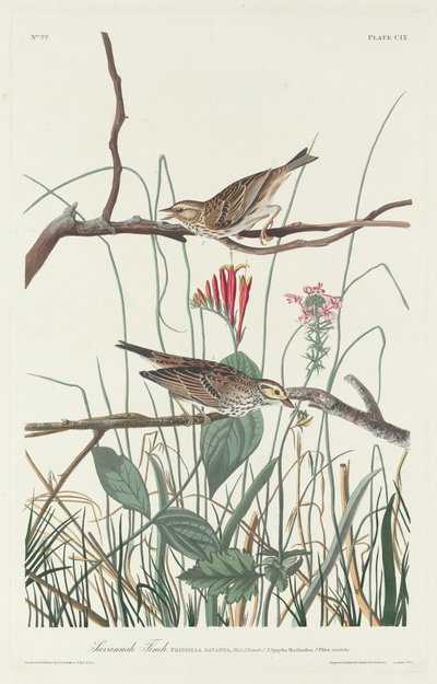 サバンナフィンチ、1831年。 作： Robert Havell