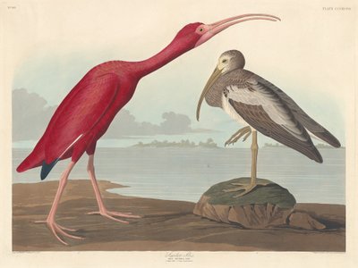 ショウジョウトキ、1837 年。 作： Robert Havell