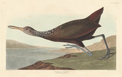 Scolopaceus Courlan、1837年。 作： Robert Havell