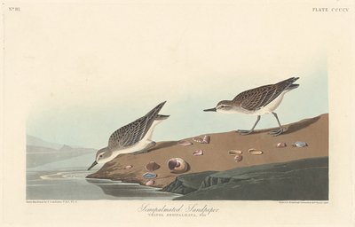 半手のひらのサンドパイパー、1838年。 作： Robert Havell