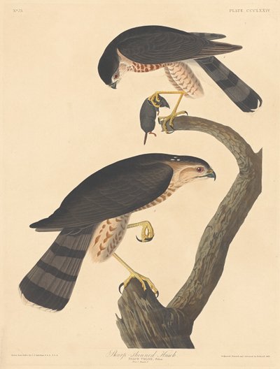 鋭く光る鷹、1837年。 作： Robert Havell