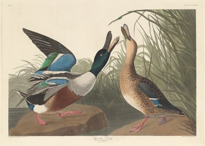 シャベルダック、1836年。 作： Robert Havell