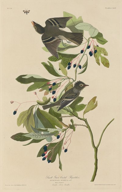 スモール・グリーン・クレステッド・ヒタキ、1832年。 作： Robert Havell