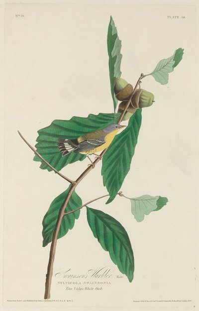 スウェインソンのウグイス、1828 年。 作： Robert Havell