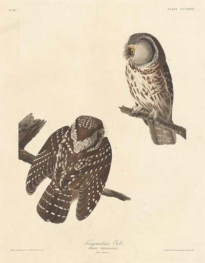 テングマルムフクロウ、1837年。 作： Robert Havell