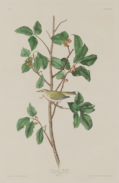 テネシー ウグイス、1832 年。 作： Robert Havell