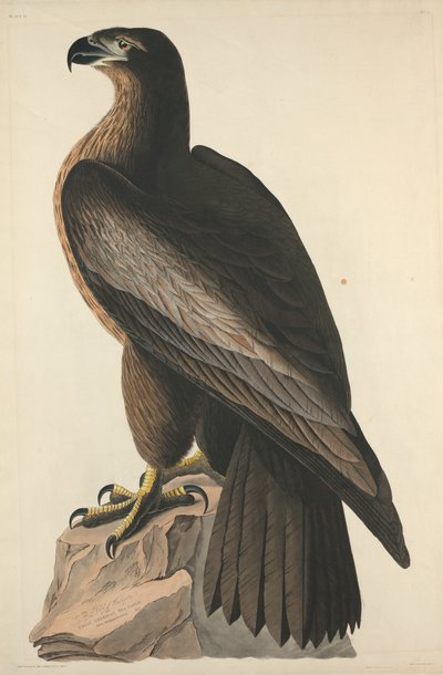ワシントンの鳥またはグレート アメリカン シー イーグル、1827 年。 作： Robert Havell