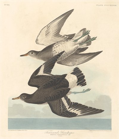 タウンゼントのサンドパイパー、1838 年。 作： Robert Havell