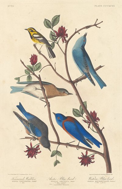 タウンゼントウグイス、北極の青い鳥と西部の青い鳥、1837. 作： Robert Havell