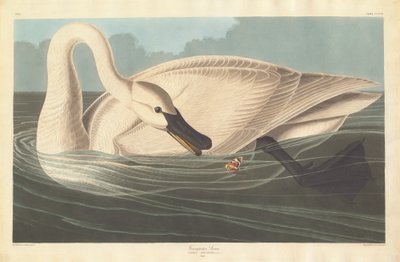 トランペッター・スワン、1838年。 作： Robert Havell