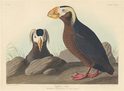 タフテッド オーク、1835 年。 作： Robert Havell