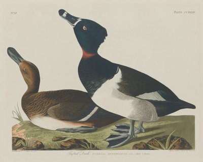 房状のアヒル、1834年。 作： Robert Havell