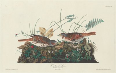 二色のスズメ、1831年。 作： Robert Havell