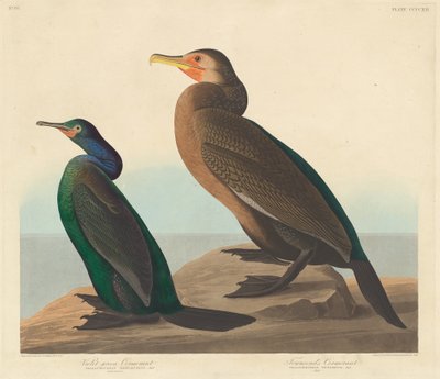 紫緑色の鵜とタウンゼントの鵜、1838年。 作： Robert Havell