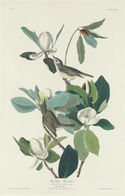 ウグイスヒタキ、1831年。 作： Robert Havell