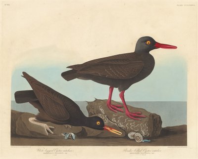 1838年、シロアシカキとスレンダーハシガキのカキ捕り。 作： Robert Havell