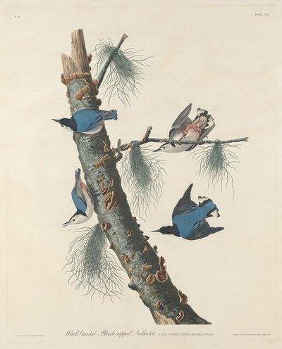 1832 年に製作された、白いブレストの黒い帽子をかぶったゴジュウカラ。 作： Robert Havell