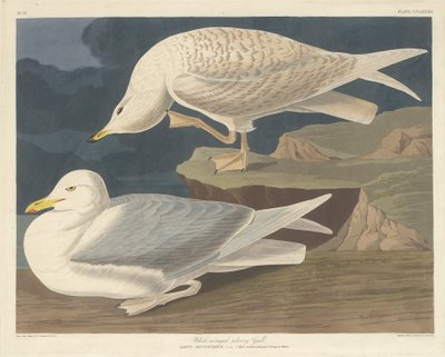 白い翼を持つ銀色のカモメ、1835 年。 作： Robert Havell