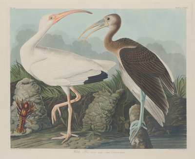 ホワイトイビス、1834年。 作： Robert Havell