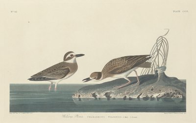 ウィルソンの千鳥、1834年。 作： Robert Havell