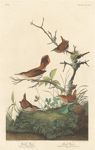 ウィンター レンとロック レン、1837 年。 作： Robert Havell