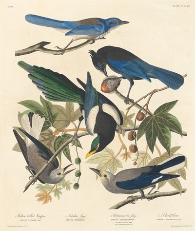 キハシ カササギ、オオカケス、ウルトラマリン カケス、クラークス カラス、1837 年。 作： Robert Havell