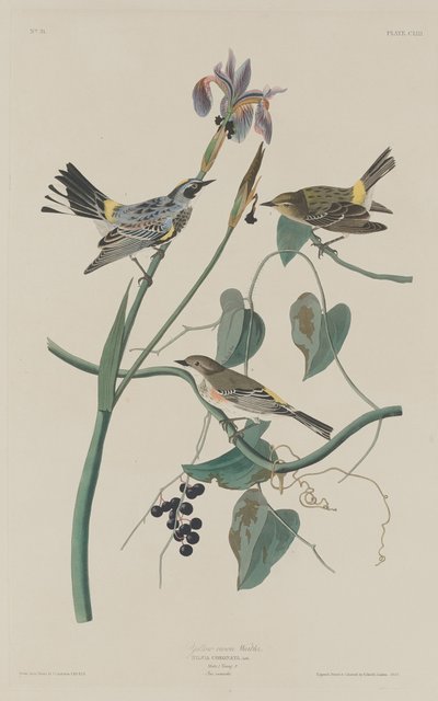 キクイロムシクイ、1832 年。 作： Robert Havell