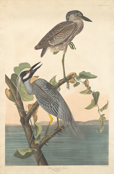 黄冠したサギ、1836 年。 作： Robert Havell