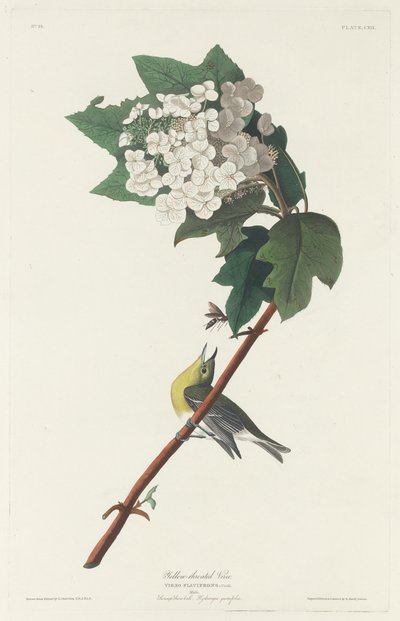 ノドジロビレオ、1831年。 作： Robert Havell