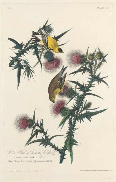 黄色い鳥またはアメリカのゴシキヒワ、1828年。 作： Robert Havell