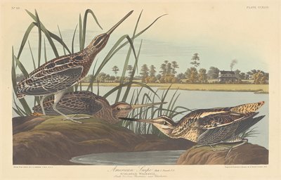 アメリカン・スナイプ 作： Robert Havell after John James Audubon